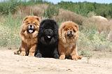 CHOW CHOW 169